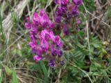 Oxytropis ochotensis. Соцветия. Магаданская обл., Ольский р-н, окр. пос. Атарган, крутой приморский склон, задернованная скала. 05.07.2017.