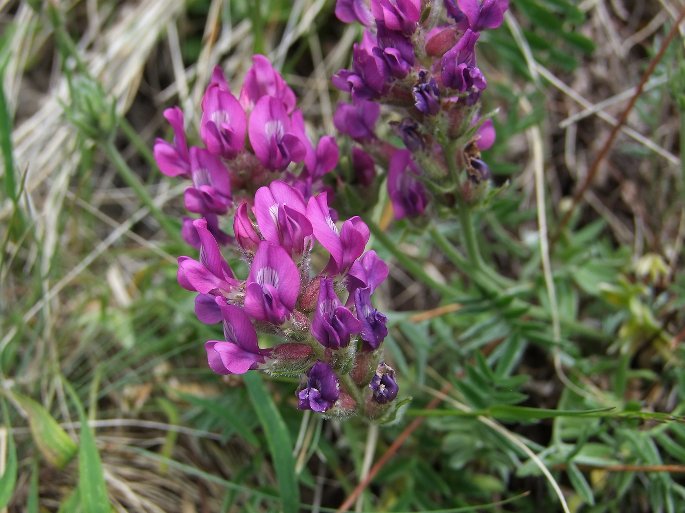 Изображение особи Oxytropis ochotensis.