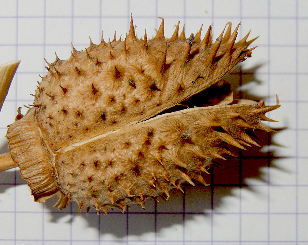 Image of Datura stramonium specimen.