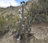 семейство Cactaceae. Плодоносящее(?) растение. Боливия, окр. г. Ла-Пас, Лунная долина, бэдленд. 15 марта 2014 г.