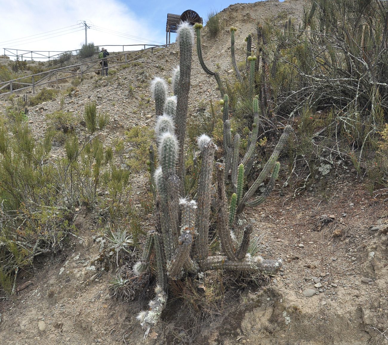 Изображение особи семейство Cactaceae.