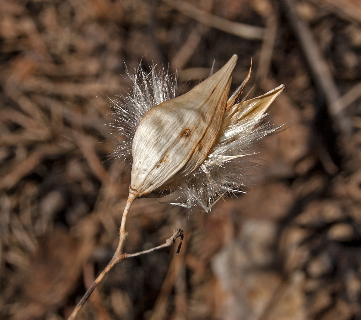 Image of Vincetoxicum hirundinaria specimen.