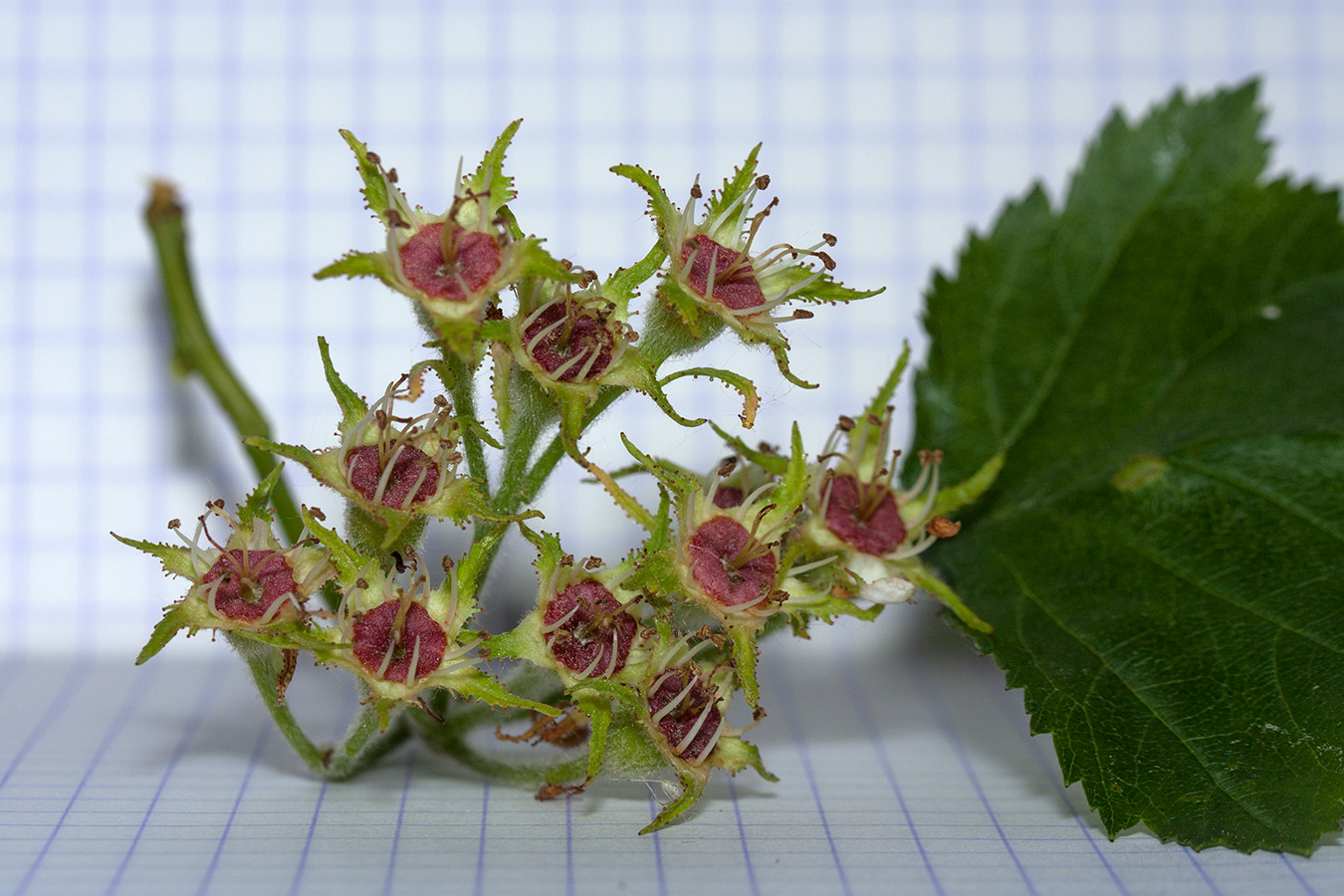 Изображение особи Crataegus submollis.