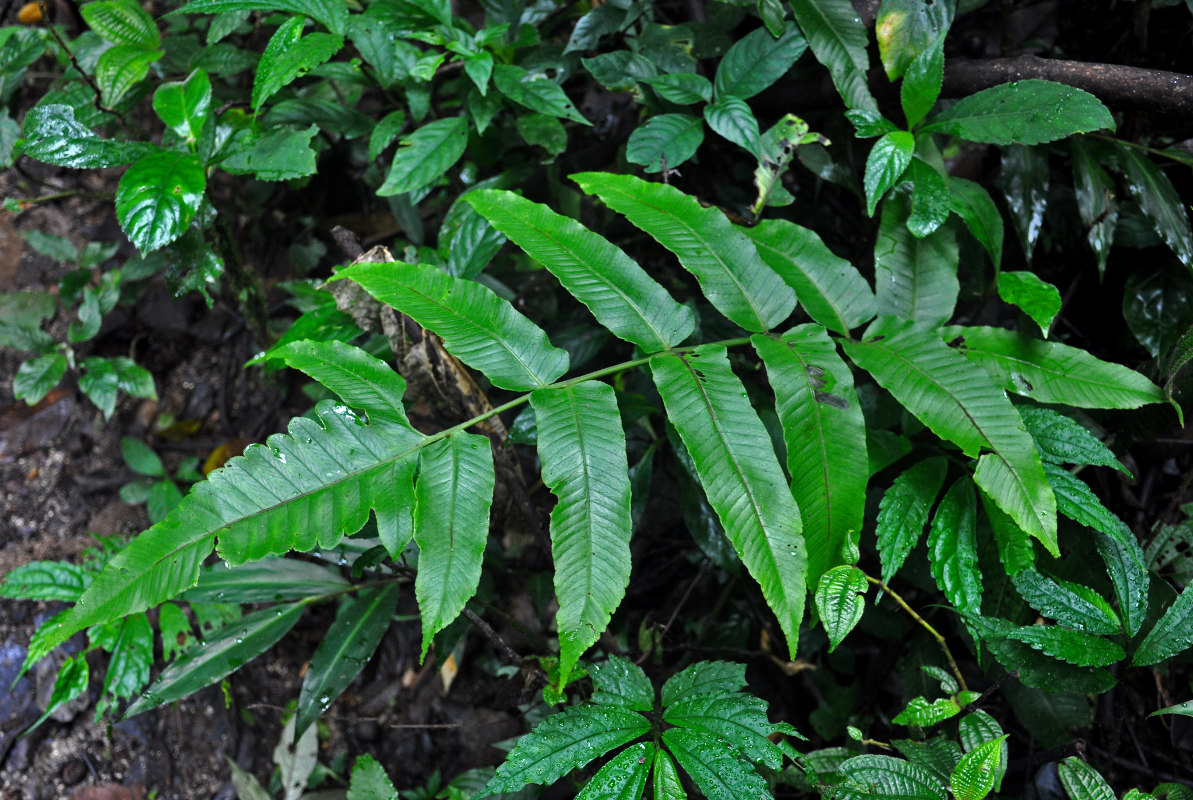 Изображение особи Athyrium accedens.