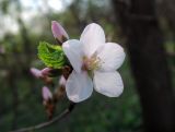 × Cerasolouiseania cziczanica