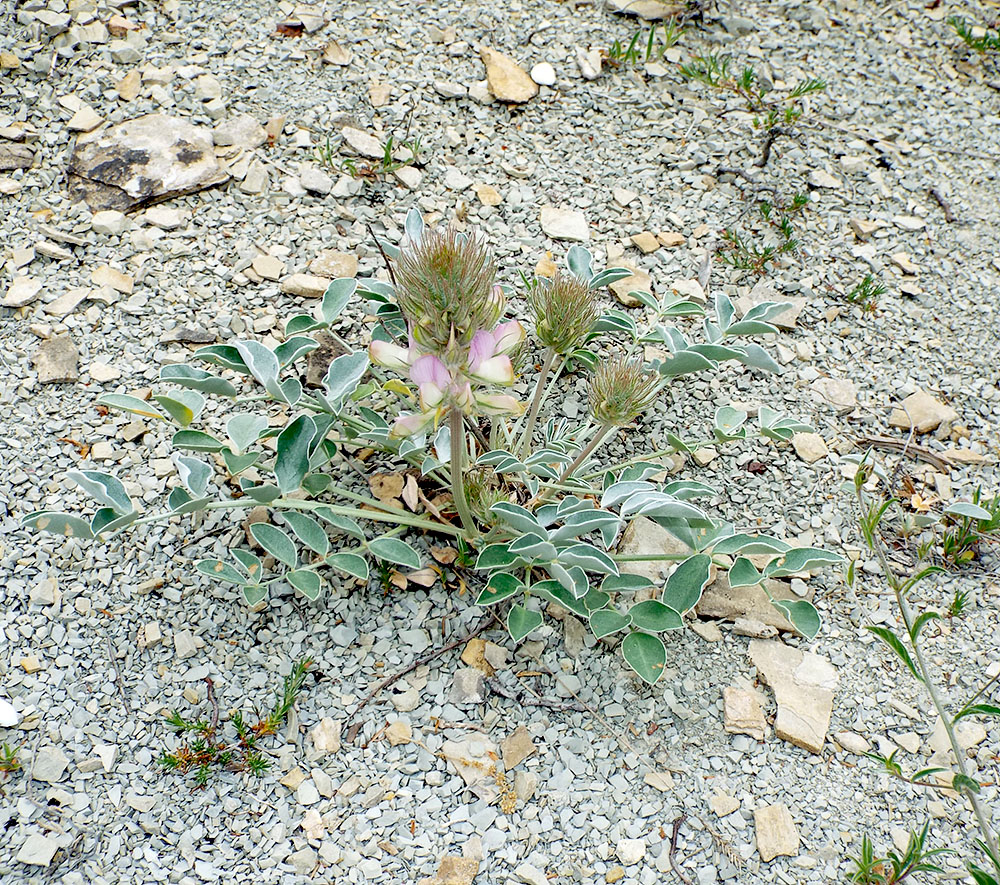Image of Hedysarum candidum specimen.