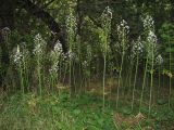 Ornithogalum arcuatum