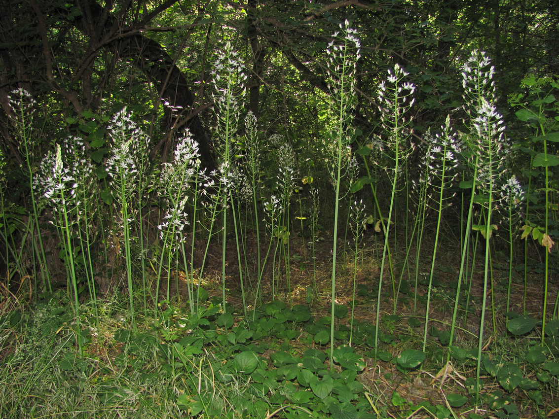 Image of Ornithogalum arcuatum specimen.