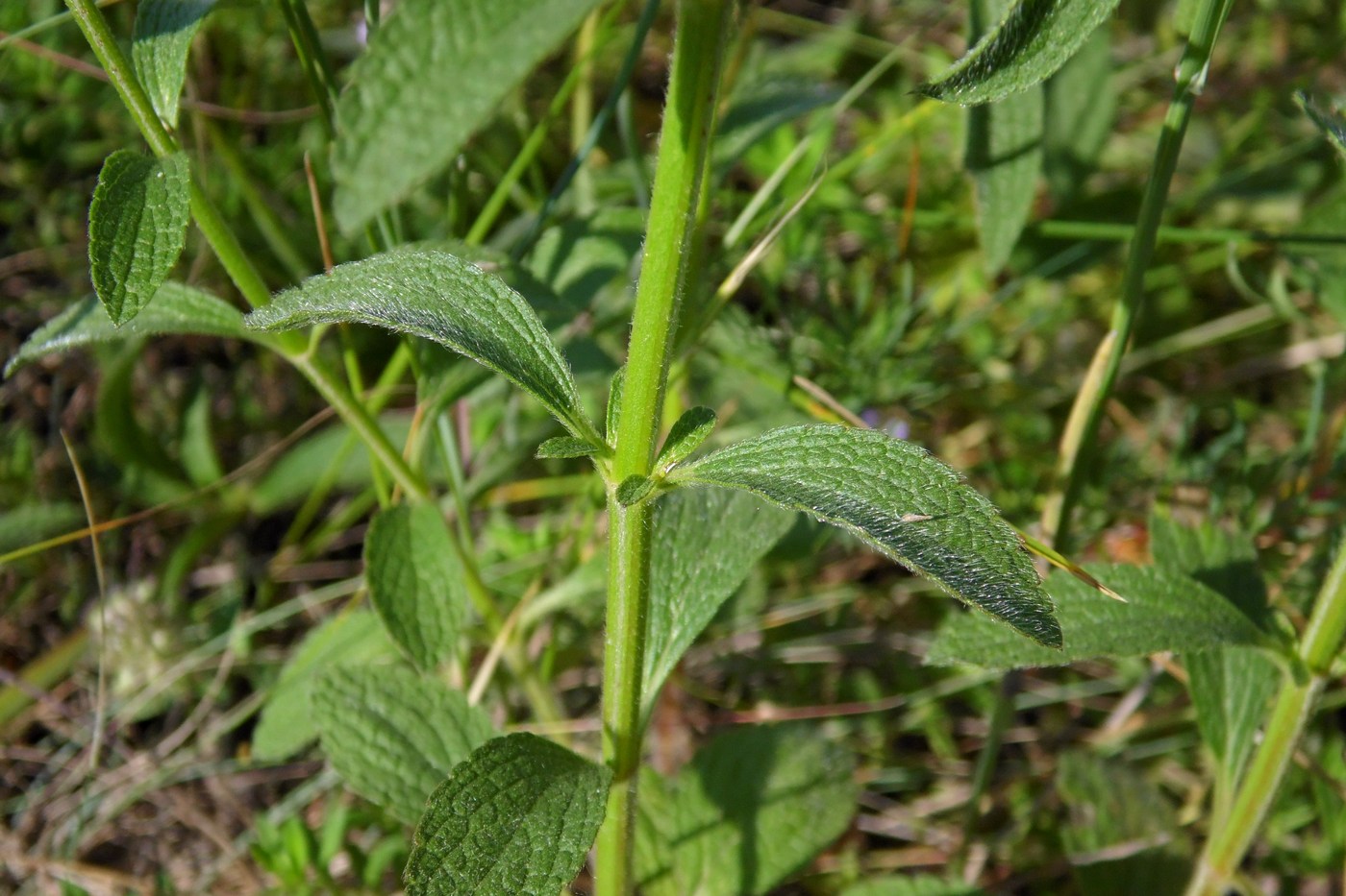 Изображение особи Stachys recta.