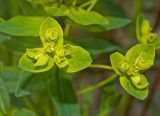 Euphorbia semivillosa. Циации. Башкортостан, Бурзянский р-н, Галиакберовский сельсовет, ниже дер. Верхний Нугуш, долина р. Нугуш, правый берег, зарастающий галечник. 11 июня 2018 г.