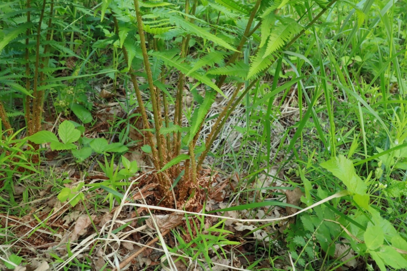 Image of Dryopteris filix-mas specimen.