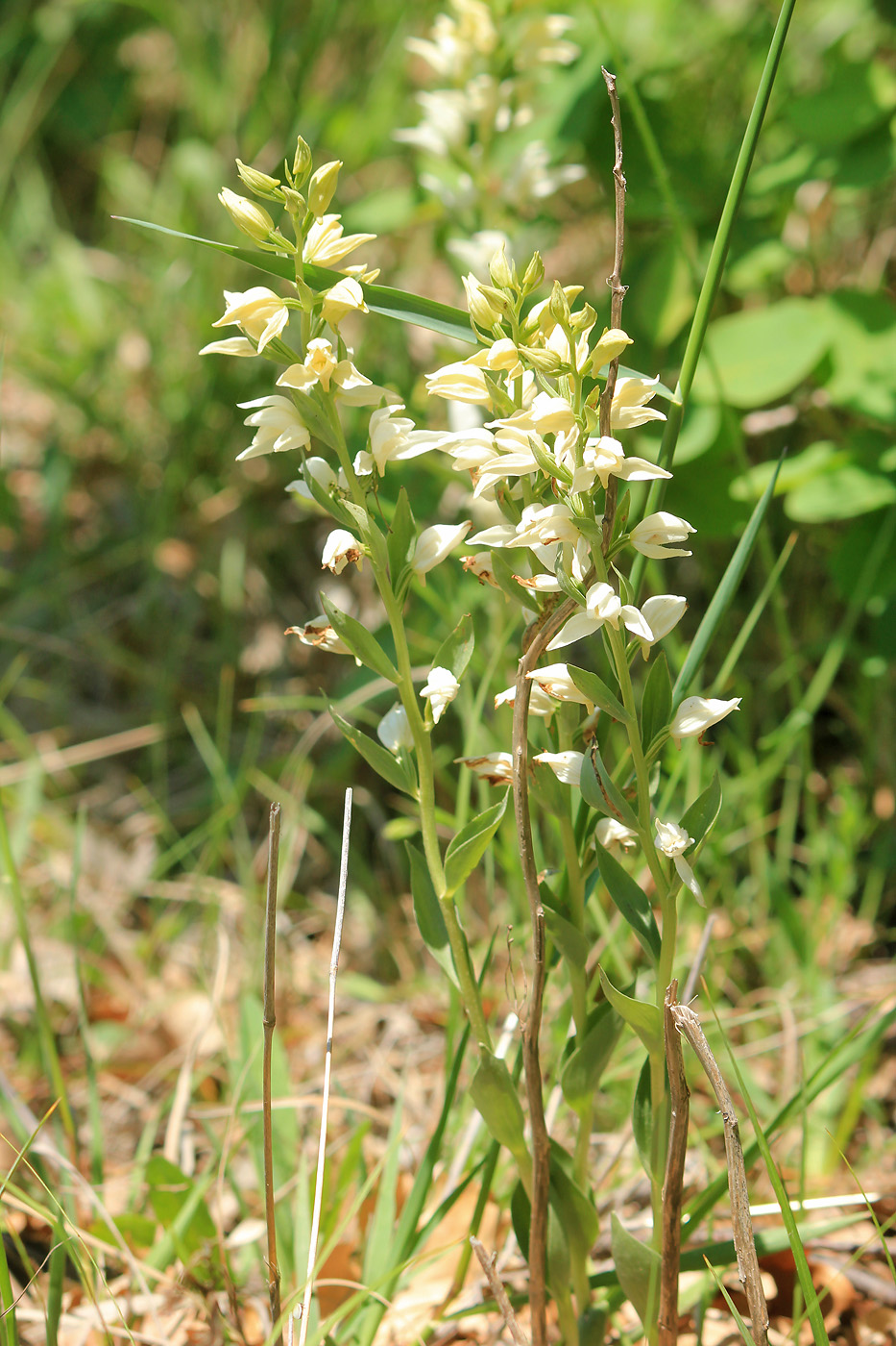 Изображение особи Cephalanthera epipactoides.