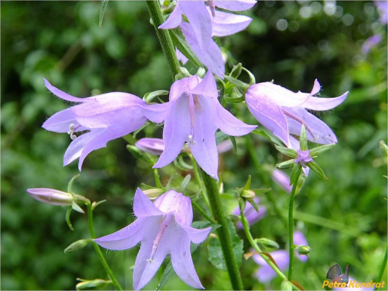 Image of Campanula rapunculoides specimen.