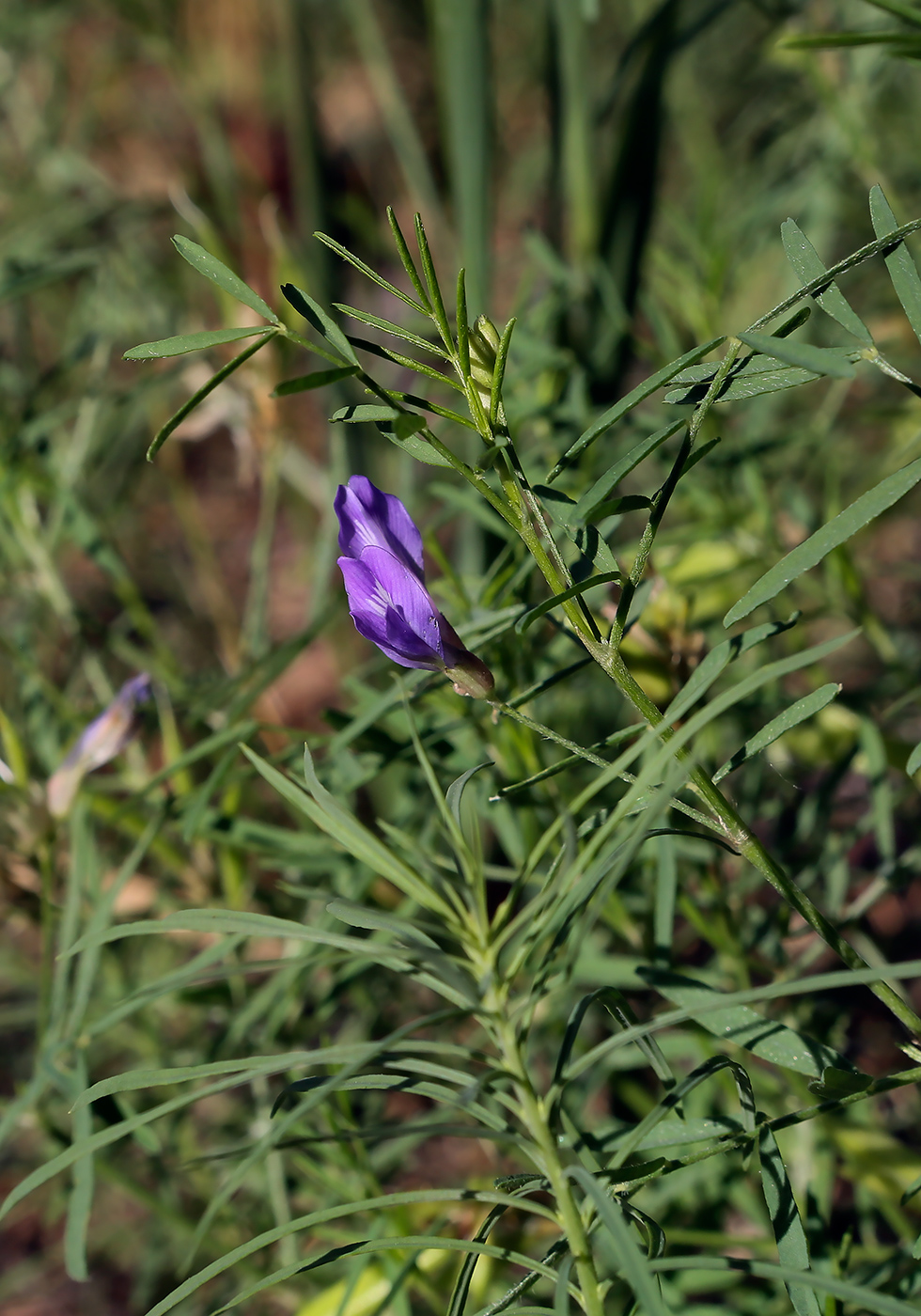 Image of Astragalus arenarius specimen.