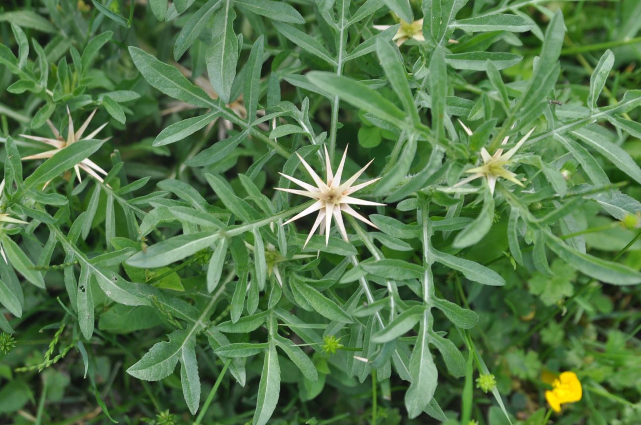 Image of Centaurea iberica specimen.