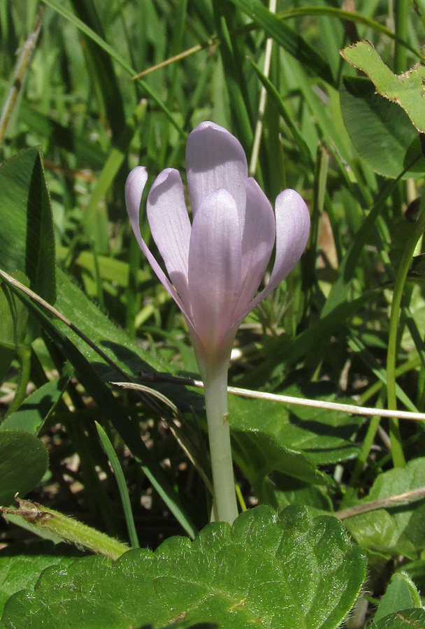 Image of Colchicum umbrosum specimen.