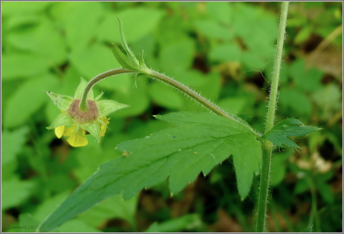 Изображение особи Geum &times; intermedium.