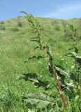 Rumex подвид orientalis