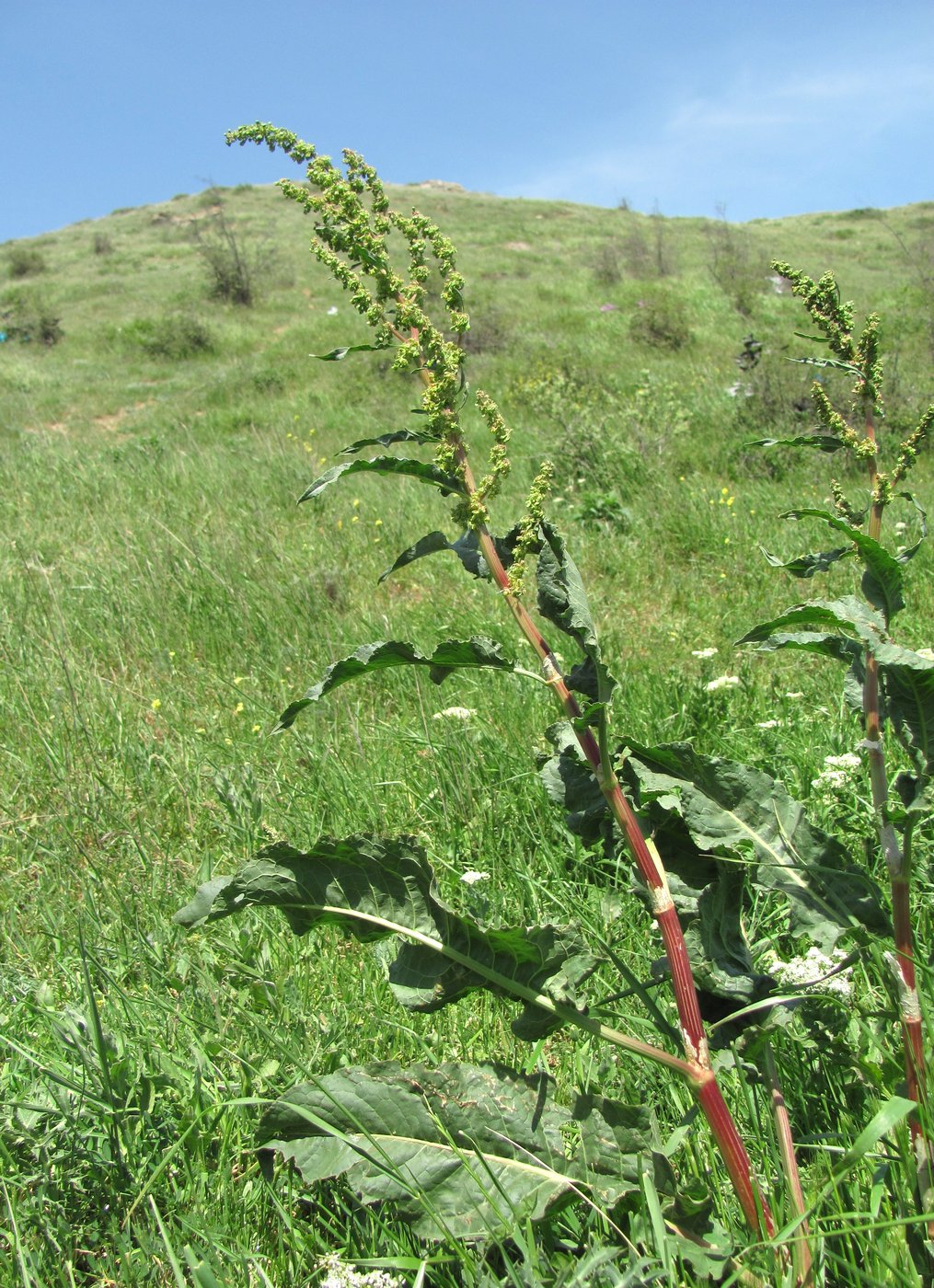 Изображение особи Rumex patientia ssp. orientalis.