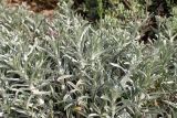 Convolvulus oleifolius