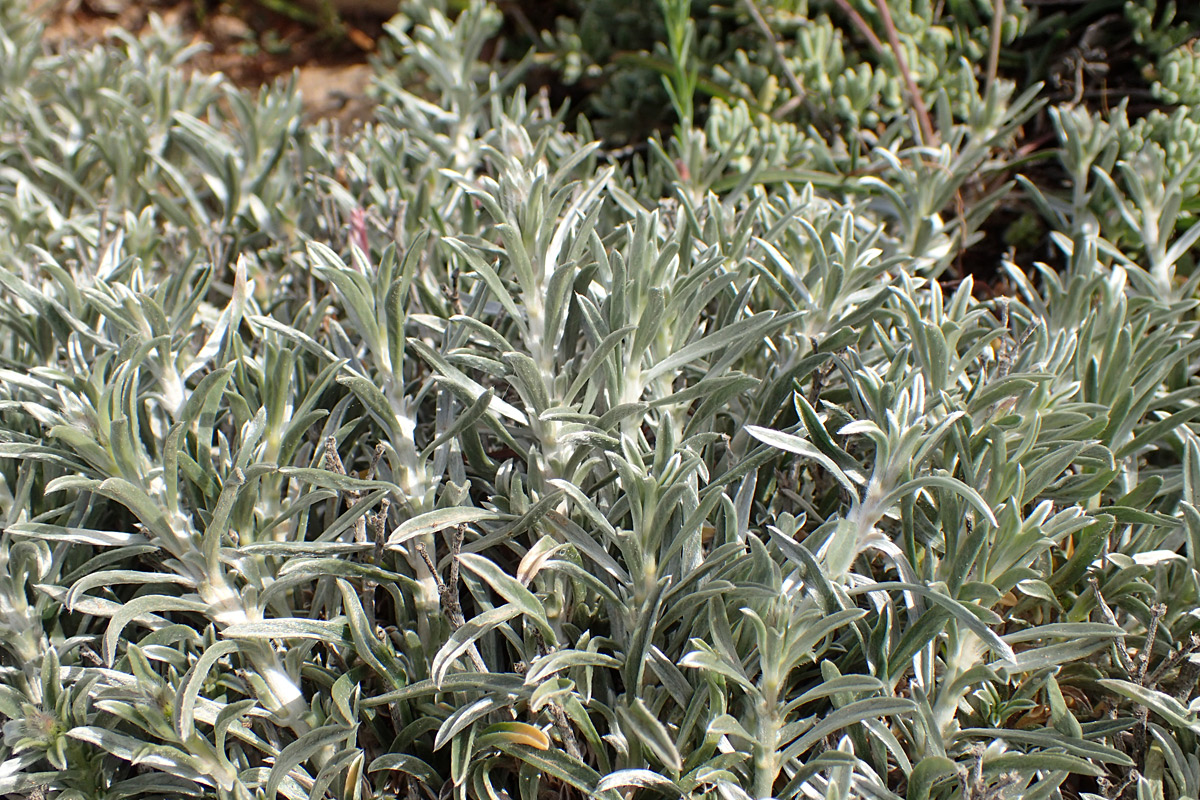 Изображение особи Convolvulus oleifolius.