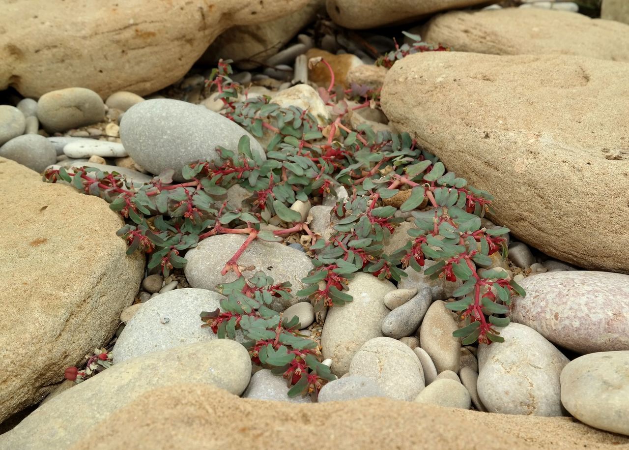 Изображение особи Euphorbia peplis.