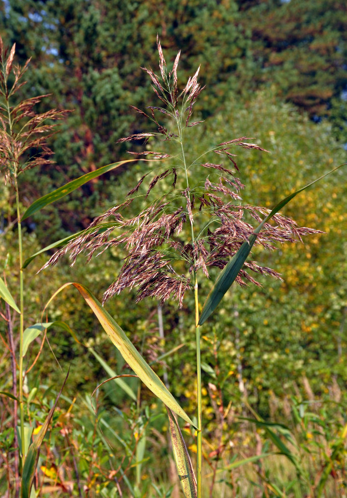 Изображение особи Phragmites australis.