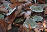 Saxifraga stolonifera