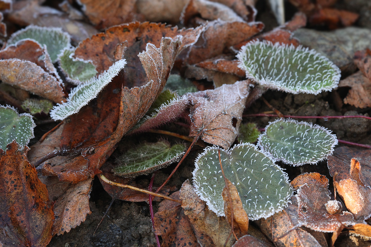 Изображение особи Saxifraga stolonifera.