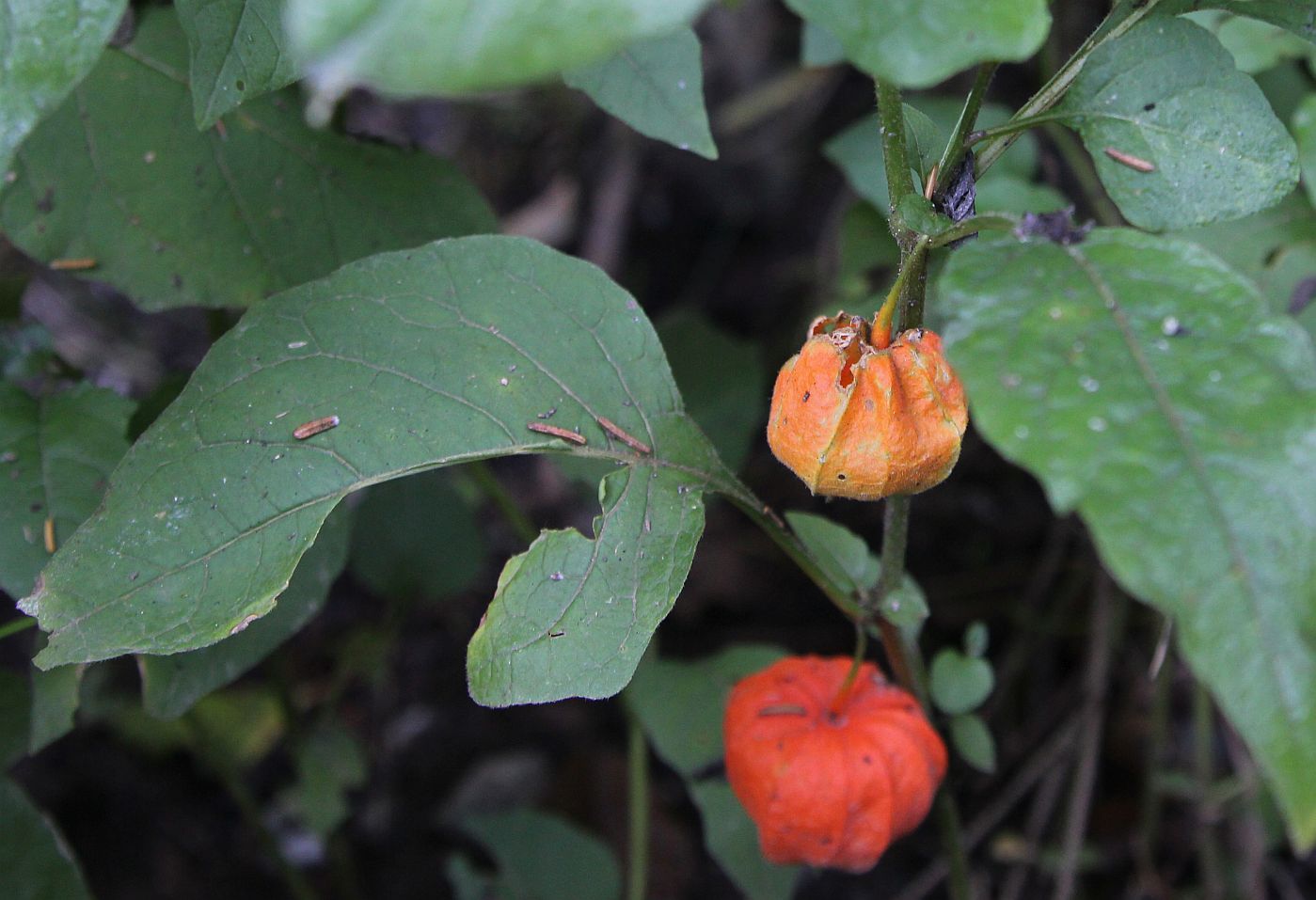 Image of Alkekengi officinarum specimen.