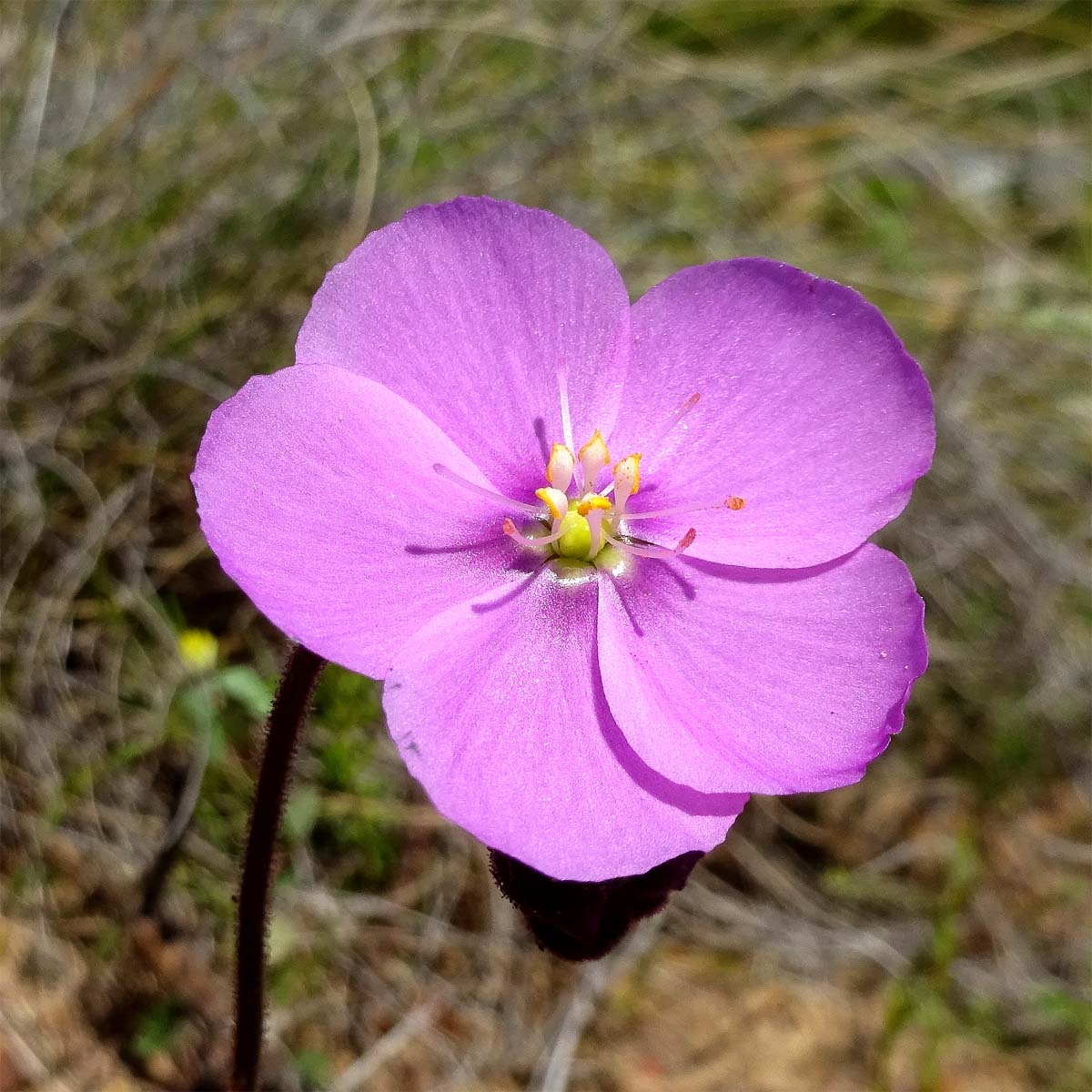 Image of Drosera hilaris specimen.