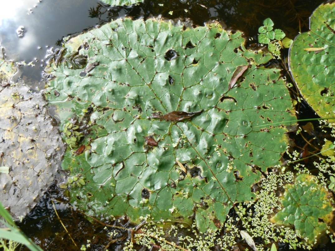 Изображение особи Euryale ferox.