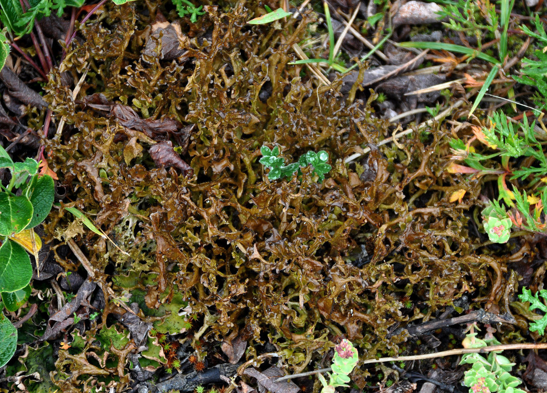 Изображение особи род Cetraria.