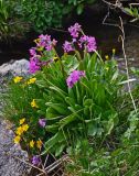 Primula nivalis