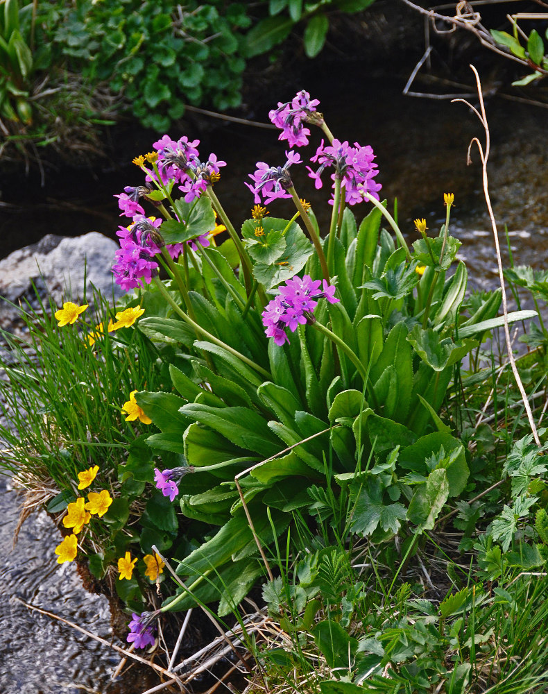 Image of Primula nivalis specimen.