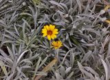 Gazania rigens. Цветущие растения. Кипр, г. Айа-Напа, центральная часть пляжной зоны Нисси-Бич, охраняемая природная зона, в культуре. 08.10.2018.