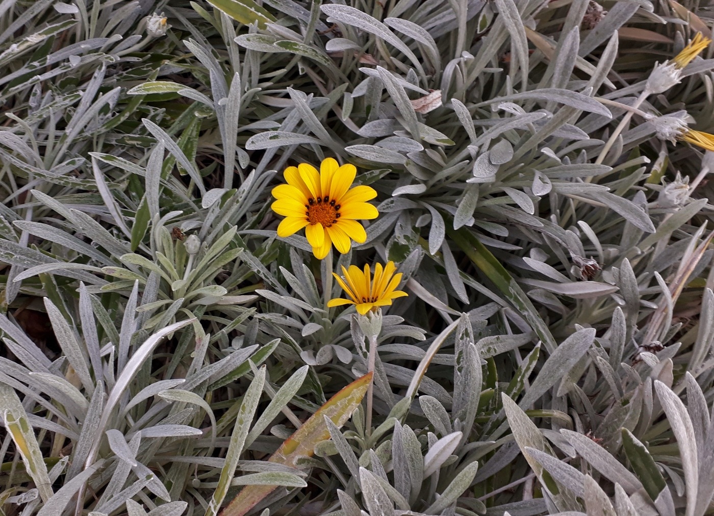 Image of Gazania rigens specimen.