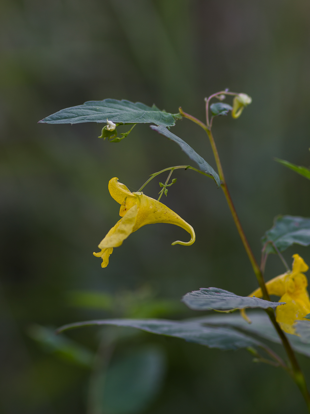 Image of Impatiens noli-tangere specimen.