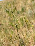 род Sisymbrium