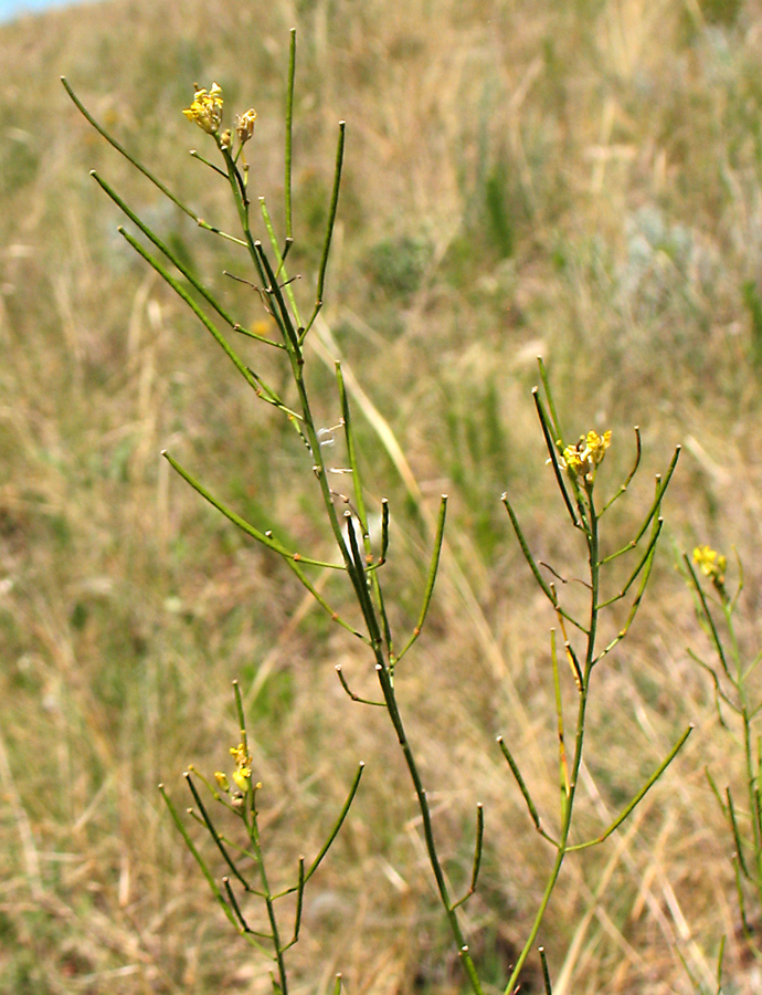 Image of genus Sisymbrium specimen.
