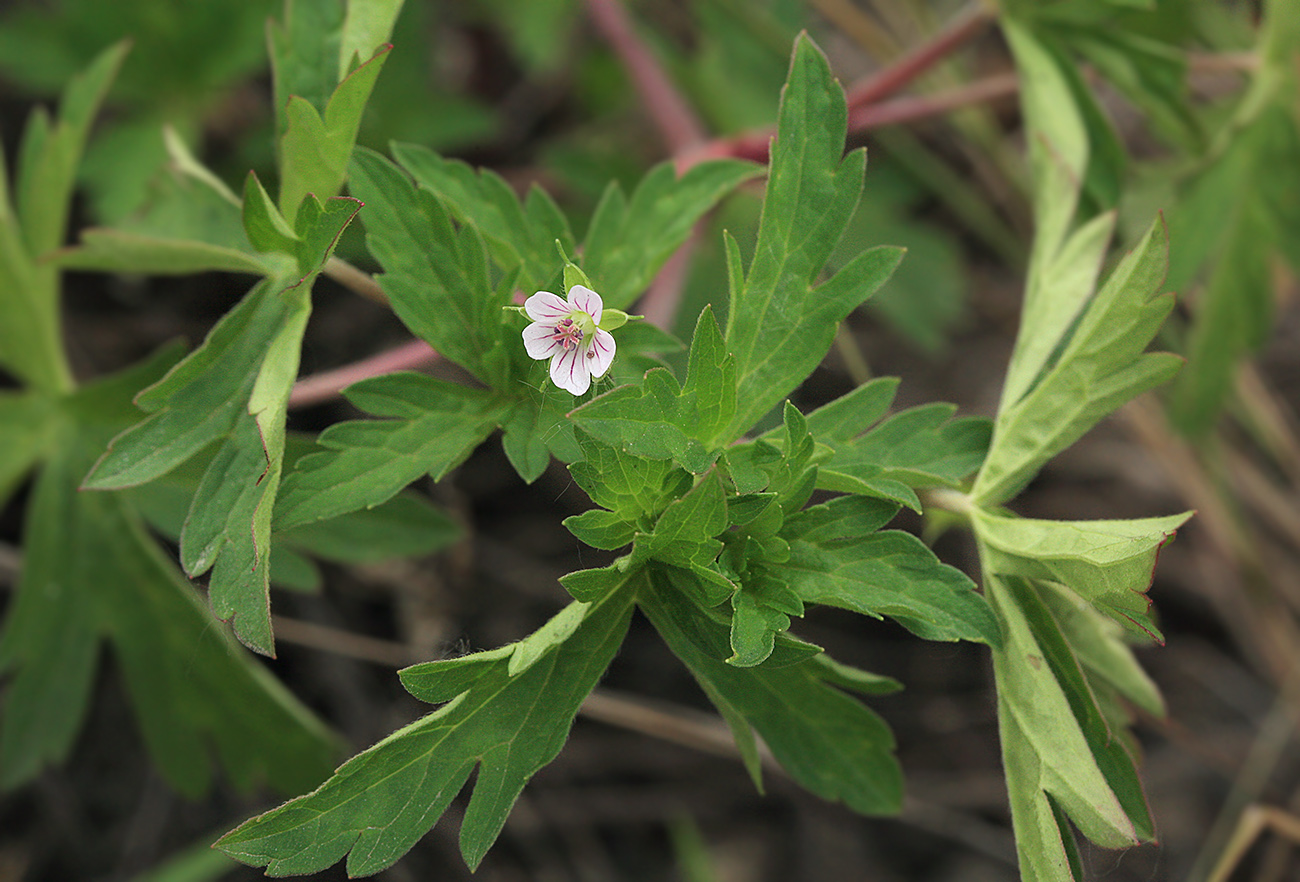 Image of Geranium sibiricum specimen.