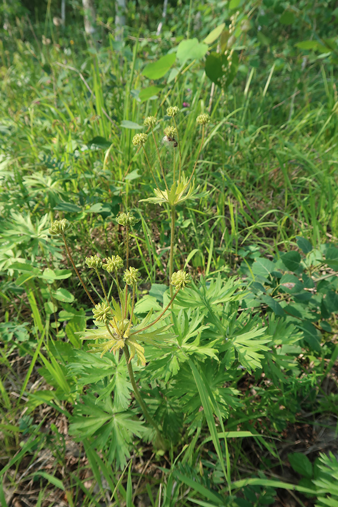 Изображение особи Anemonastrum crinitum.