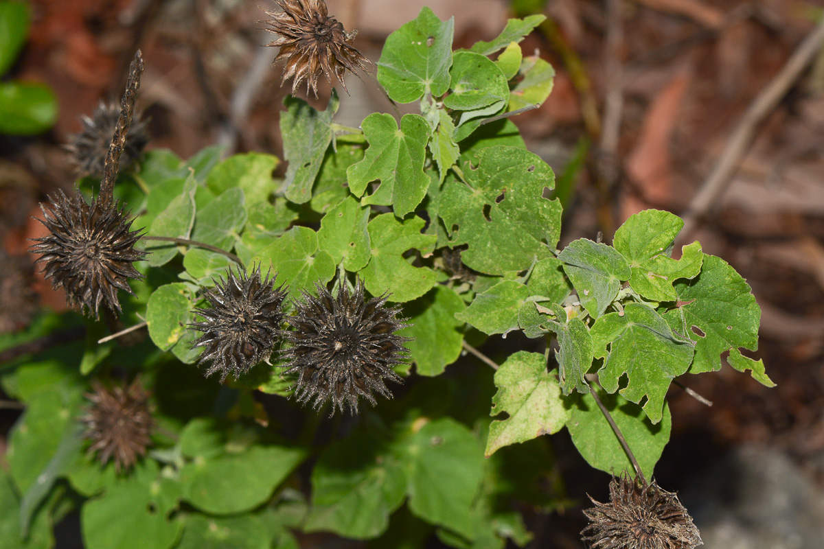 Image of Abutilon mauritianum ssp. zanzibaricum specimen.