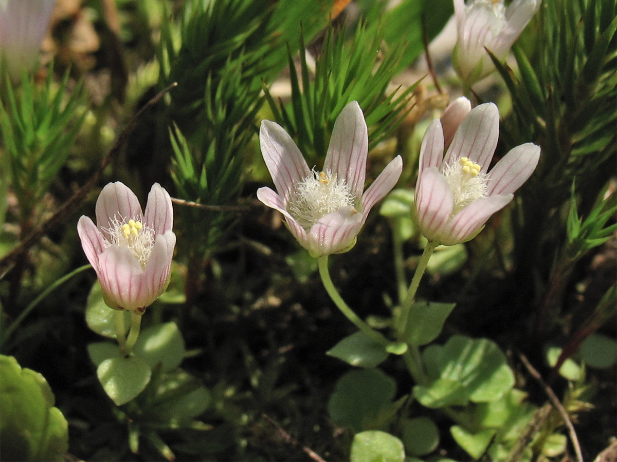 Изображение особи Anagallis tenella.