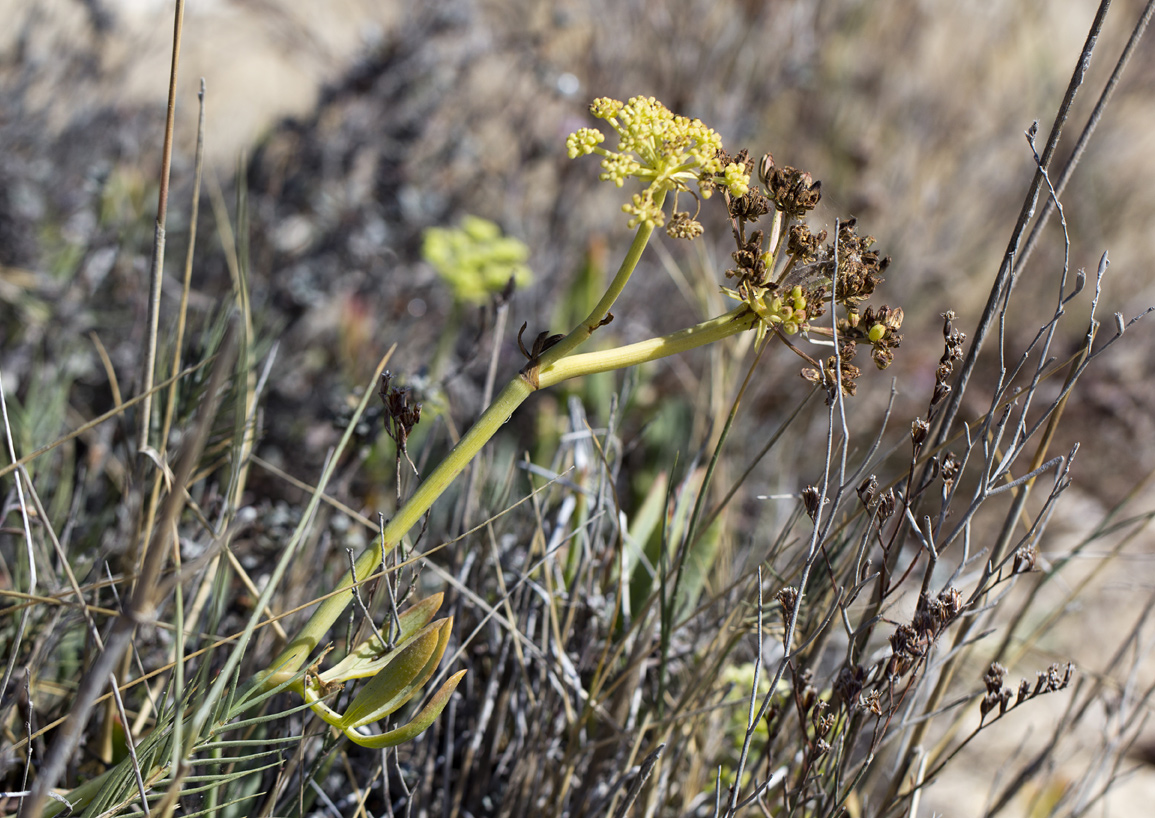 Изображение особи Crithmum maritimum.