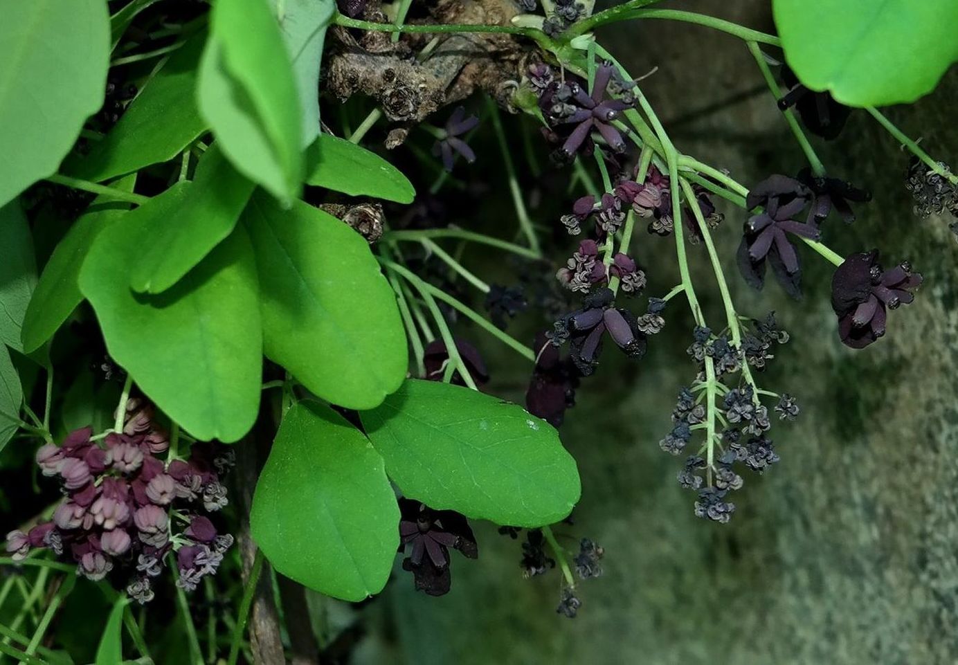 Image of Akebia quinata specimen.