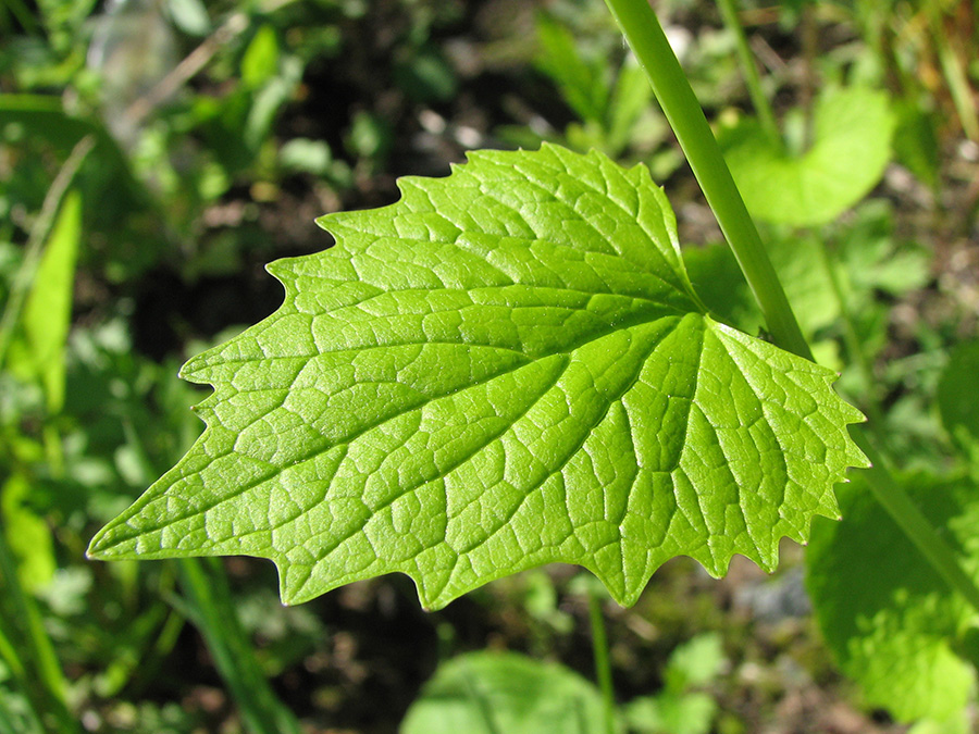 Image of Alliaria petiolata specimen.