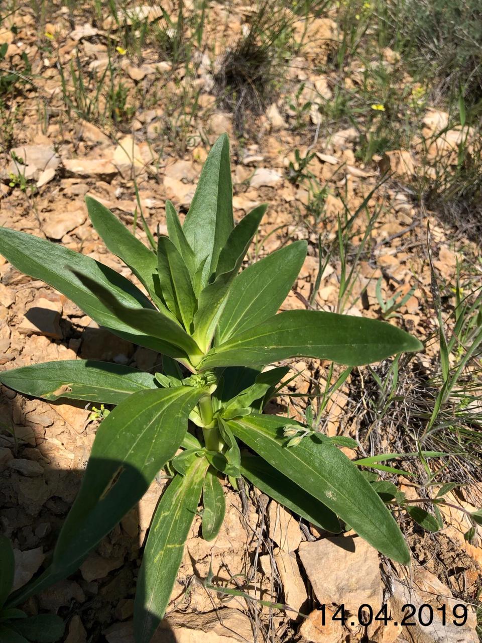 Image of genus Gentiana specimen.