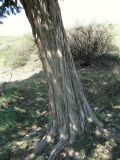Juniperus polycarpos. Основание ствола взрослого дерева. Дагестан, окр. с. Талги, склон горы. 22.04.2019.