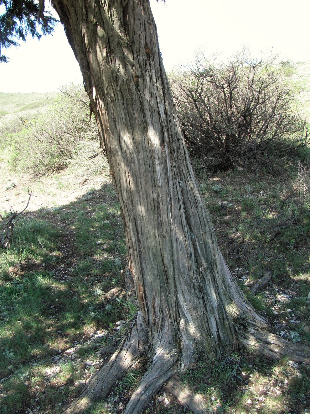 Image of Juniperus polycarpos specimen.